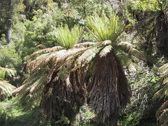 Dicksonia fibrosa