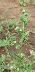 Chenopodium phillipsianum