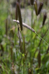 Brachynemurus versutus