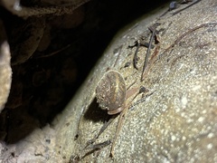 Vespericola armigera