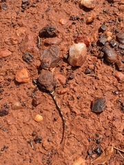 Tympanocryptis diabolicus