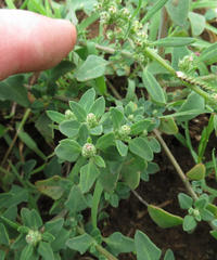 Chenopodium phillipsianum
