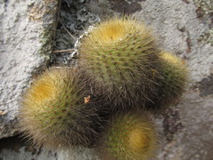 Parodia