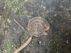 Vespericola armigera