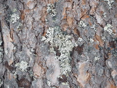 Hypogymnia bitteri