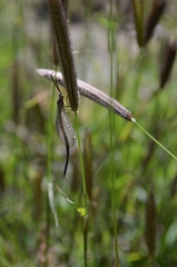 Brachynemurus versutus