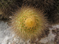 Parodia