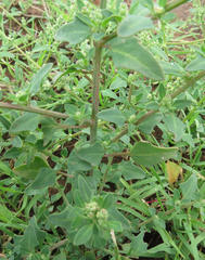 Chenopodium phillipsianum