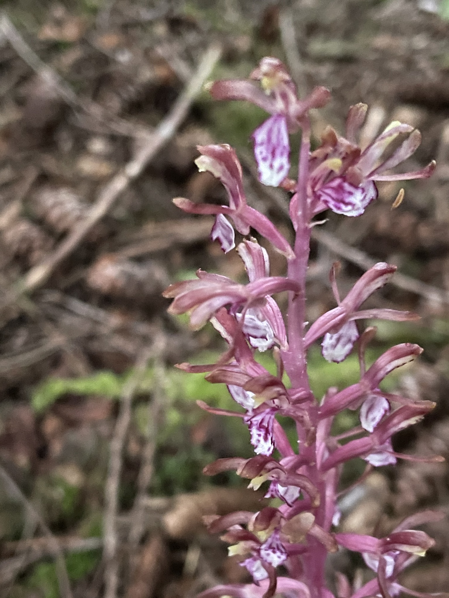 Close-up of Pacific coralroot flowers on a pink-purple stem against the shaded forest floor.