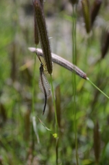 Brachynemurus versutus