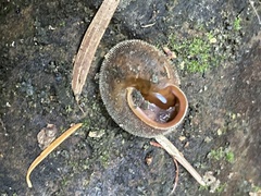 Vespericola armigera