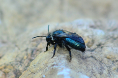 Andrena cerasifolii