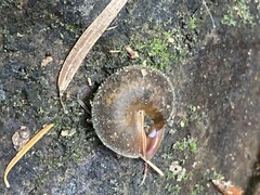 Vespericola armigera