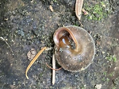 Vespericola armigera