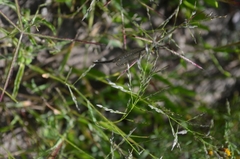 Brachynemurus versutus