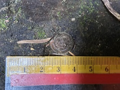 Vespericola armigera