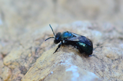 Andrena cerasifolii