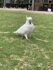 Cacatua galerita galerita