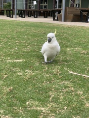 Cacatua galerita galerita