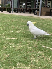 Cacatua galerita galerita