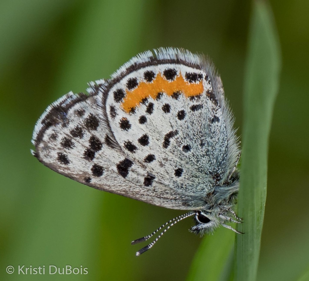Euphilotes oakleyi