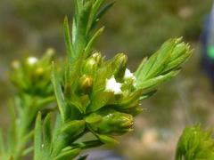 Thesium capitatum