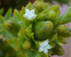 Thesium capitatum