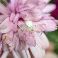 Zygometis xanthogaster