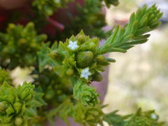 Thesium capitatum