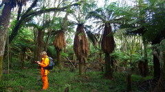 Dicksonia fibrosa