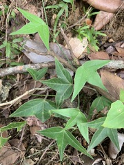 Passiflora suberosa litoralis