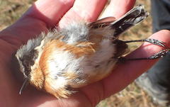 Batis capensis capensis