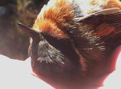 Batis capensis capensis