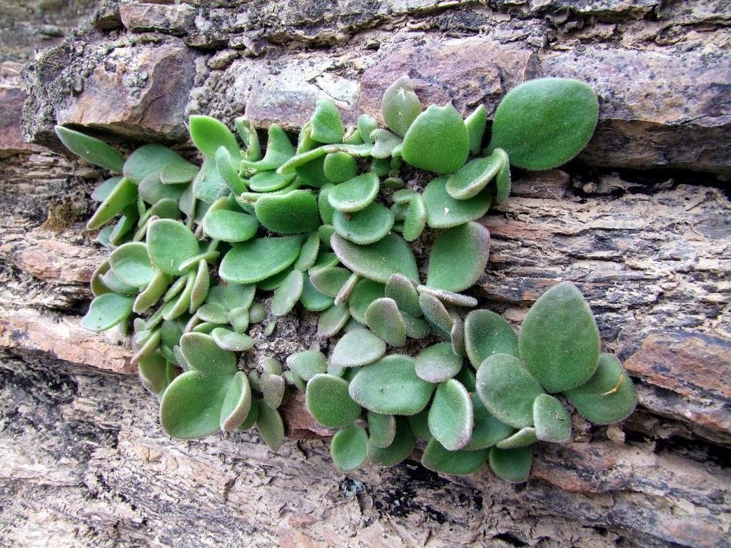 Tylecodon petrophilus