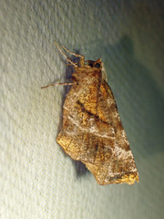 Selenia alciphearia