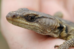 Pseudocordylus melanotus