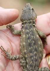 Pseudocordylus melanotus