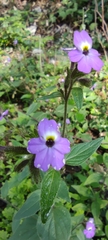 Browallia americana