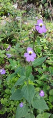 Browallia americana