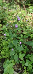 Browallia americana