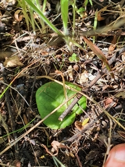 Cyrtostylis reniformis