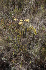 Achyranthemum mucronatum