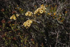 Achyranthemum mucronatum