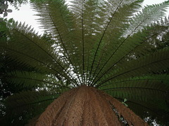 Dicksonia fibrosa