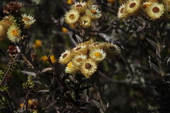 Achyranthemum mucronatum