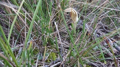 Pterostylis rogersii