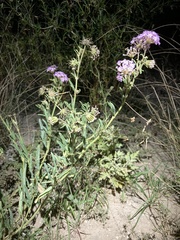 Abronia nealleyi