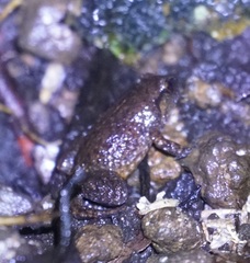 Austrochaperina robusta