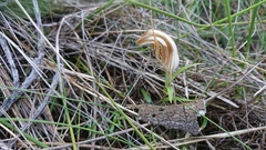 Pterostylis rogersii