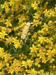 Chauliognathus misellus